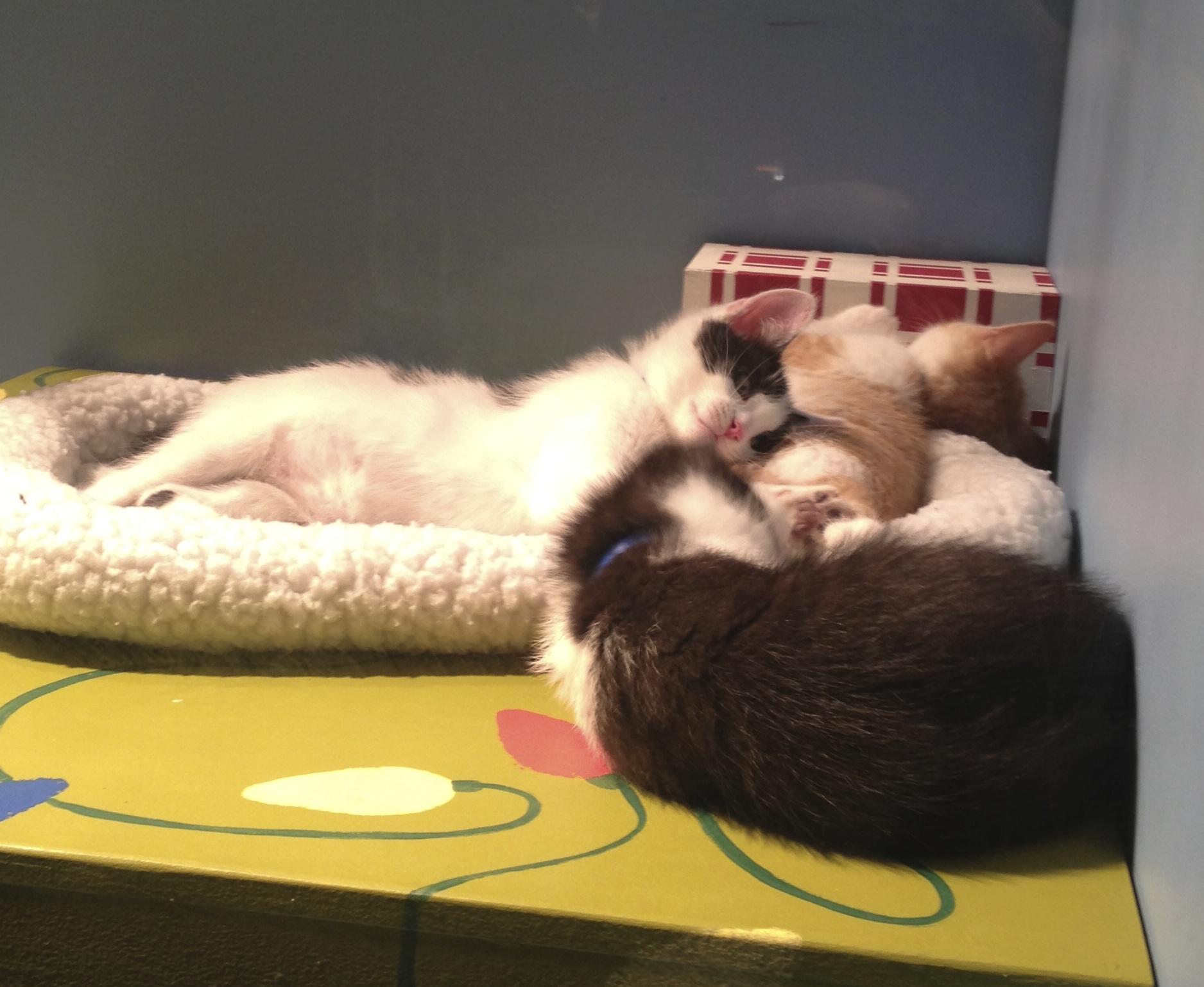 Three Cuddling Sleeping Kittens