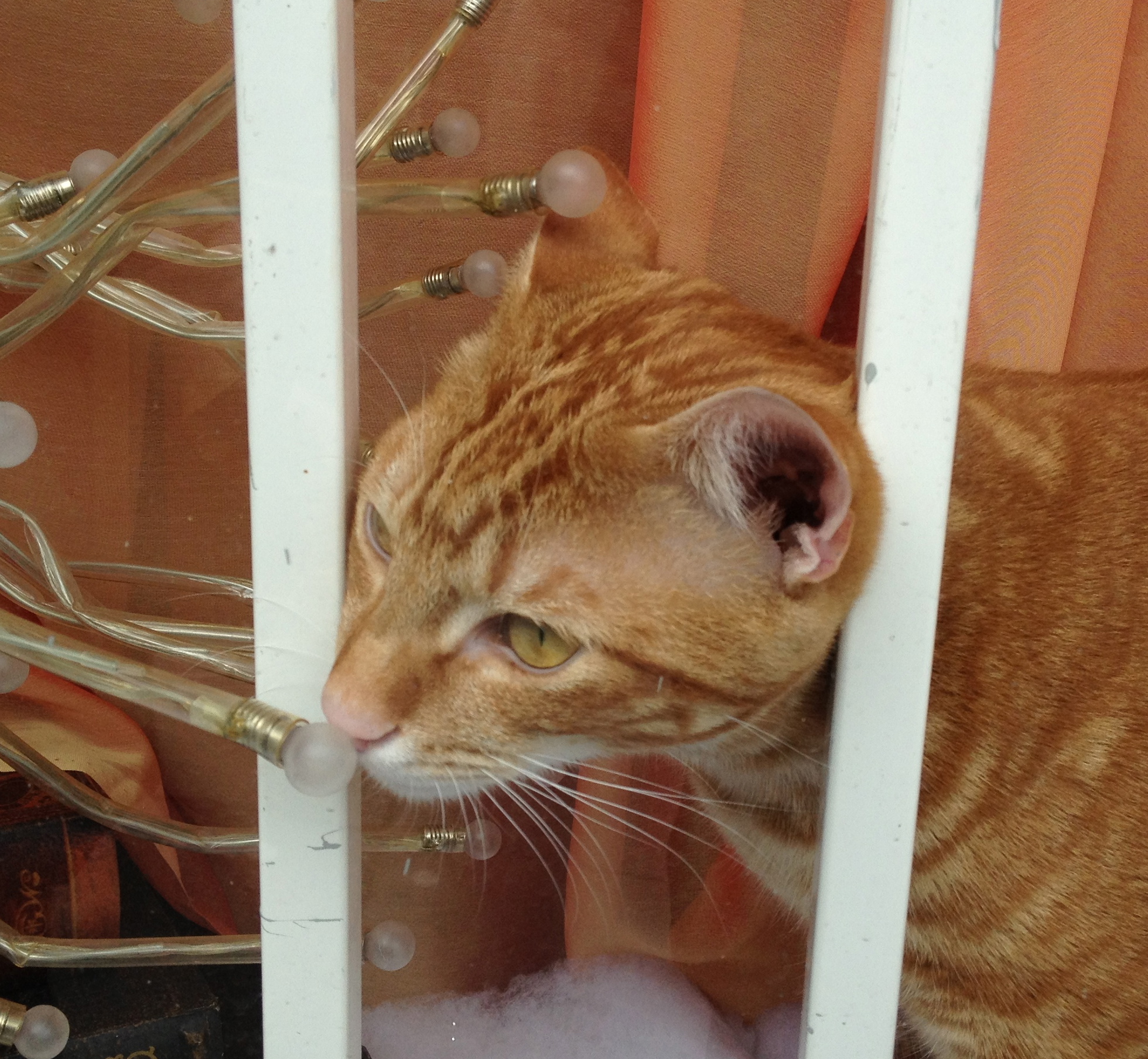 Marmalade Tabby Cat in a Barred Window