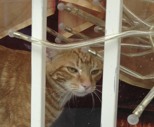 Marmalade Tabby Cat in a Barred Window