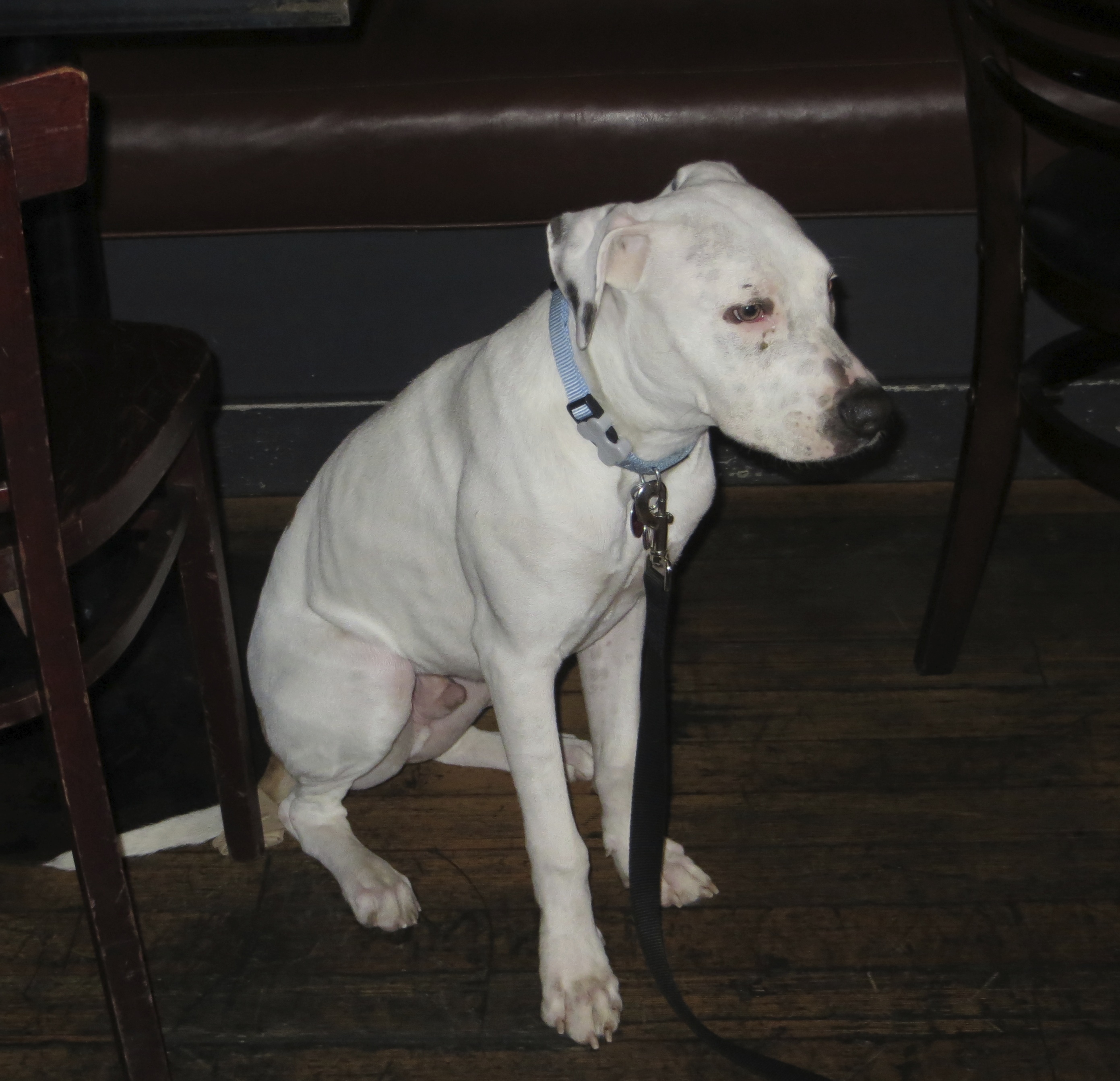 White American Pit Bull Terrier Mix With Black Spots on his Ears