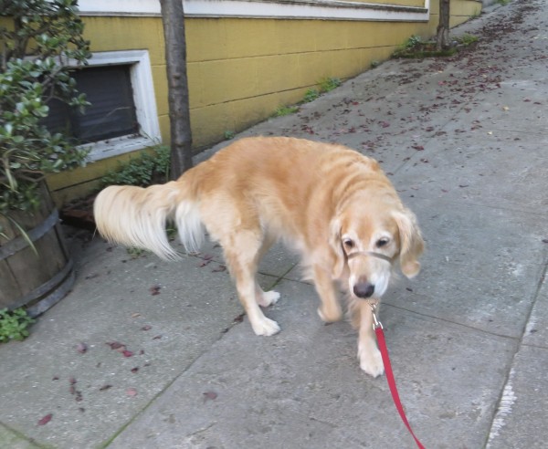 Golden Retriever with Unusually Foofly Tail