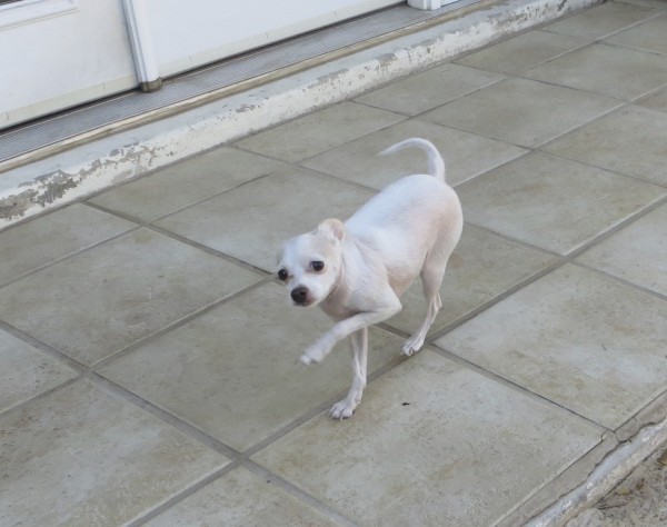 Small Cream Chihuahua
