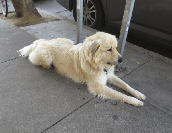 Golden Retriever Mix