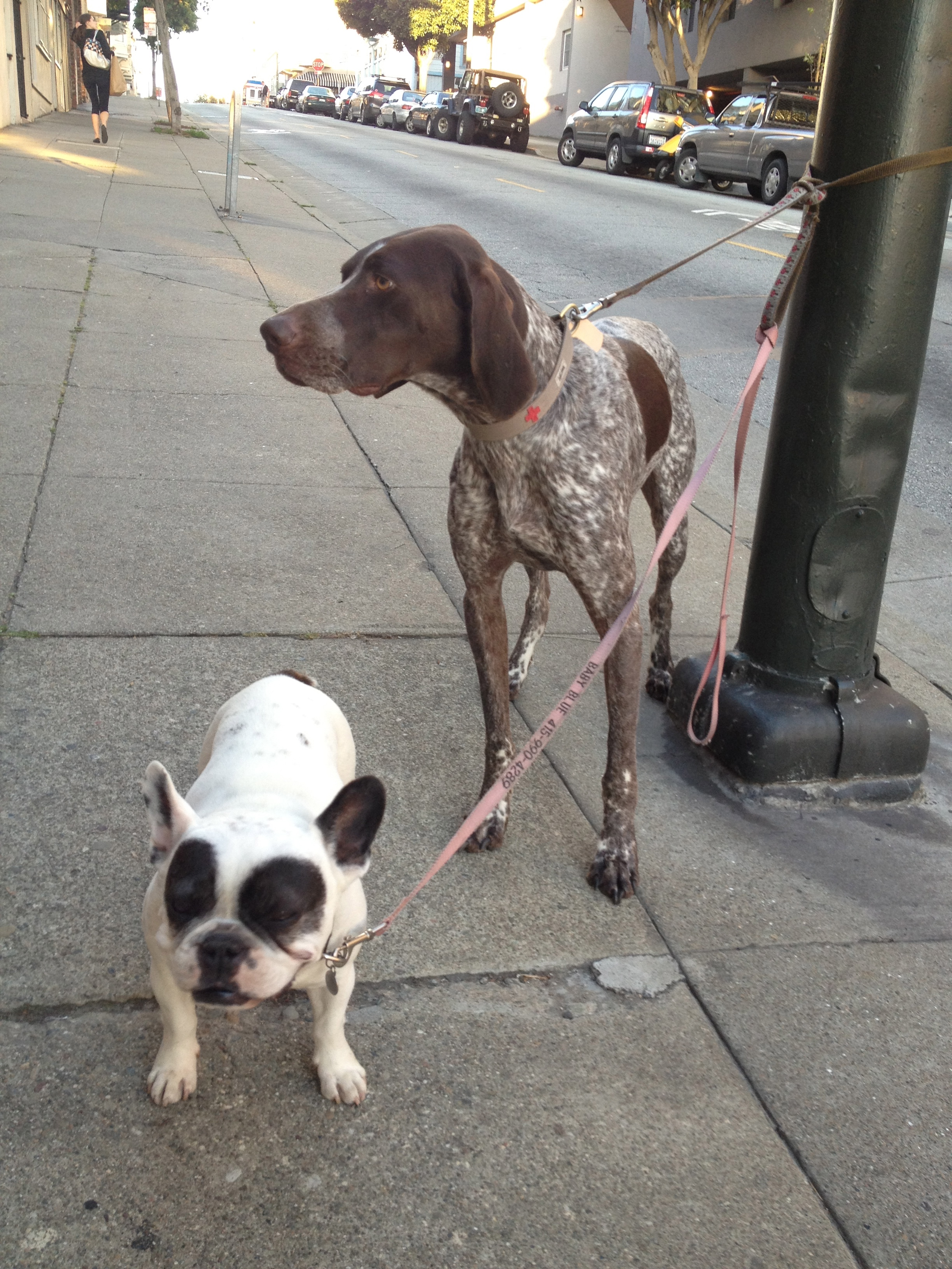 German Shorthaired Pointer and Black and White French Bulldog with Two Black Spots Over His Eyes