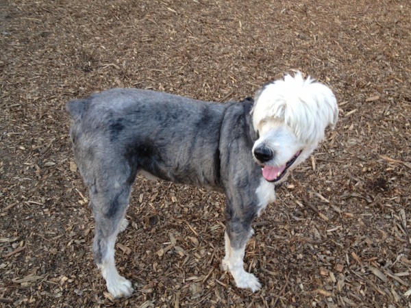 Old English Sheepdog Shaved Except For Head