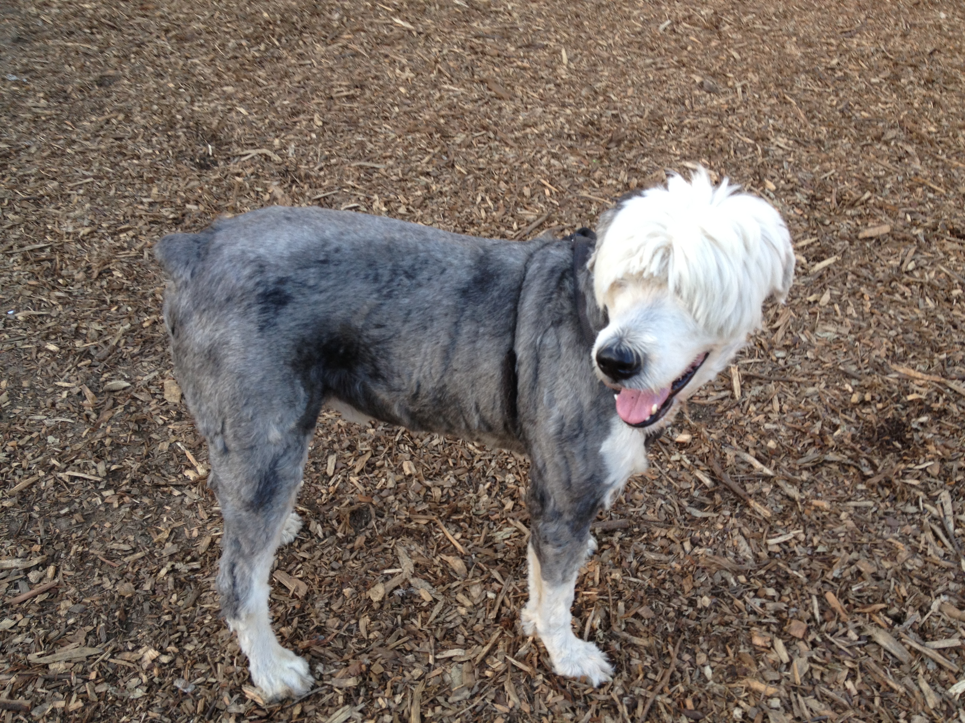 Dog Of The Day Beatles Haircut Old English Sheepdog The Dogs Of San Francisco