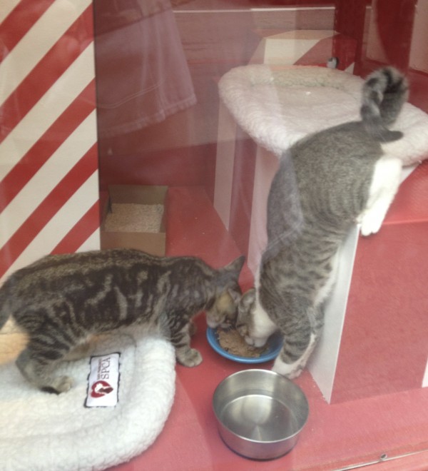 Two Tabby Kittens