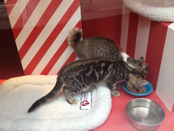 Two Tabby Kittens