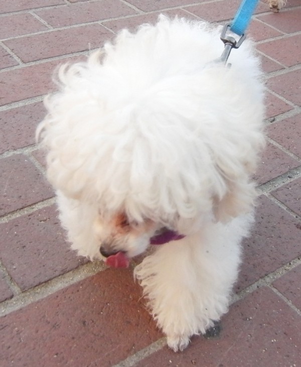 White Teacup Poodle Sticking Out Her Tongue