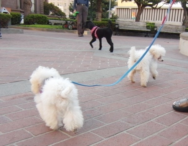 Two White Teacup Poodles