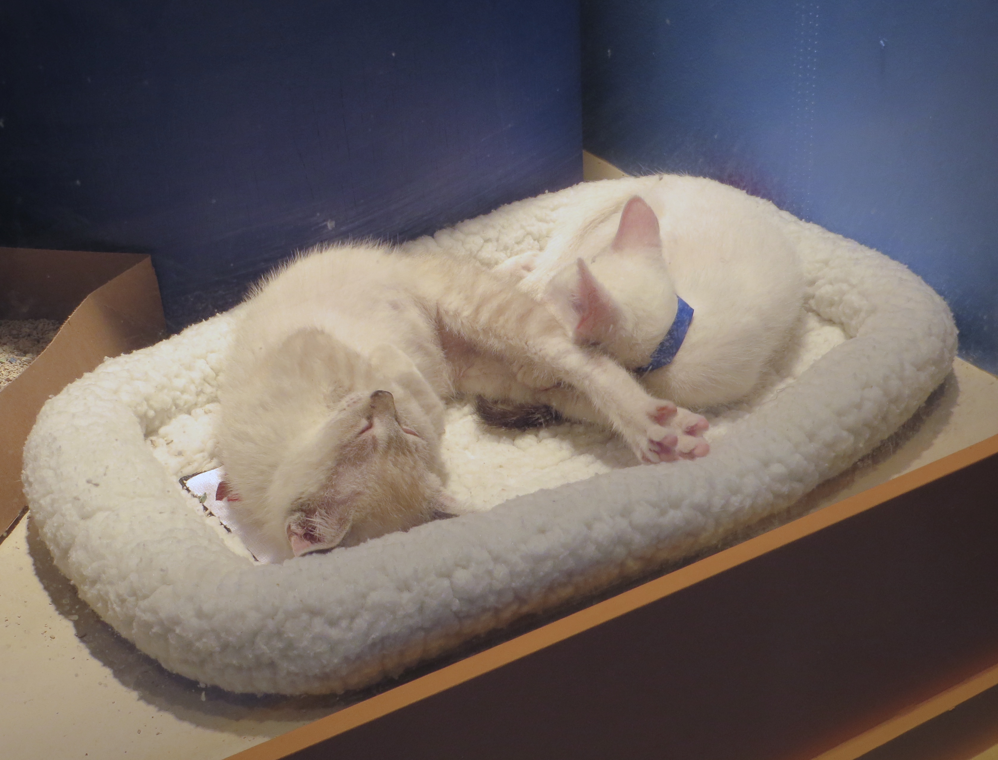 Two Cream Tabby Kittens