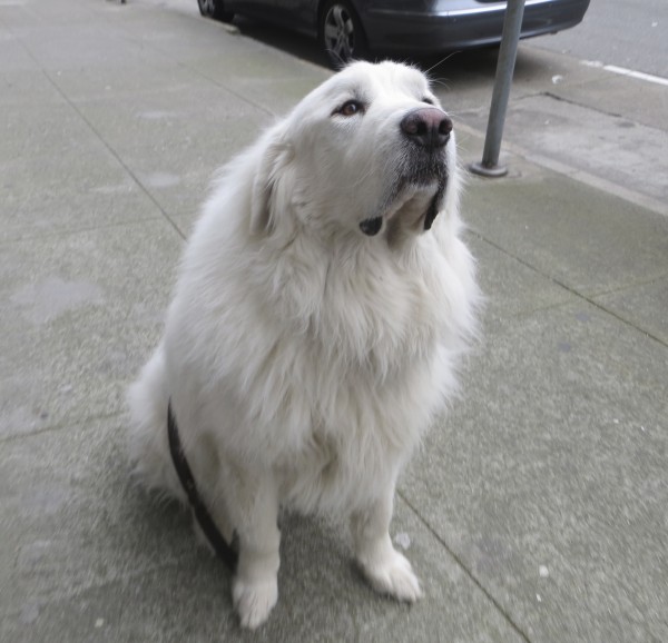 Small Male Great Pyrenees