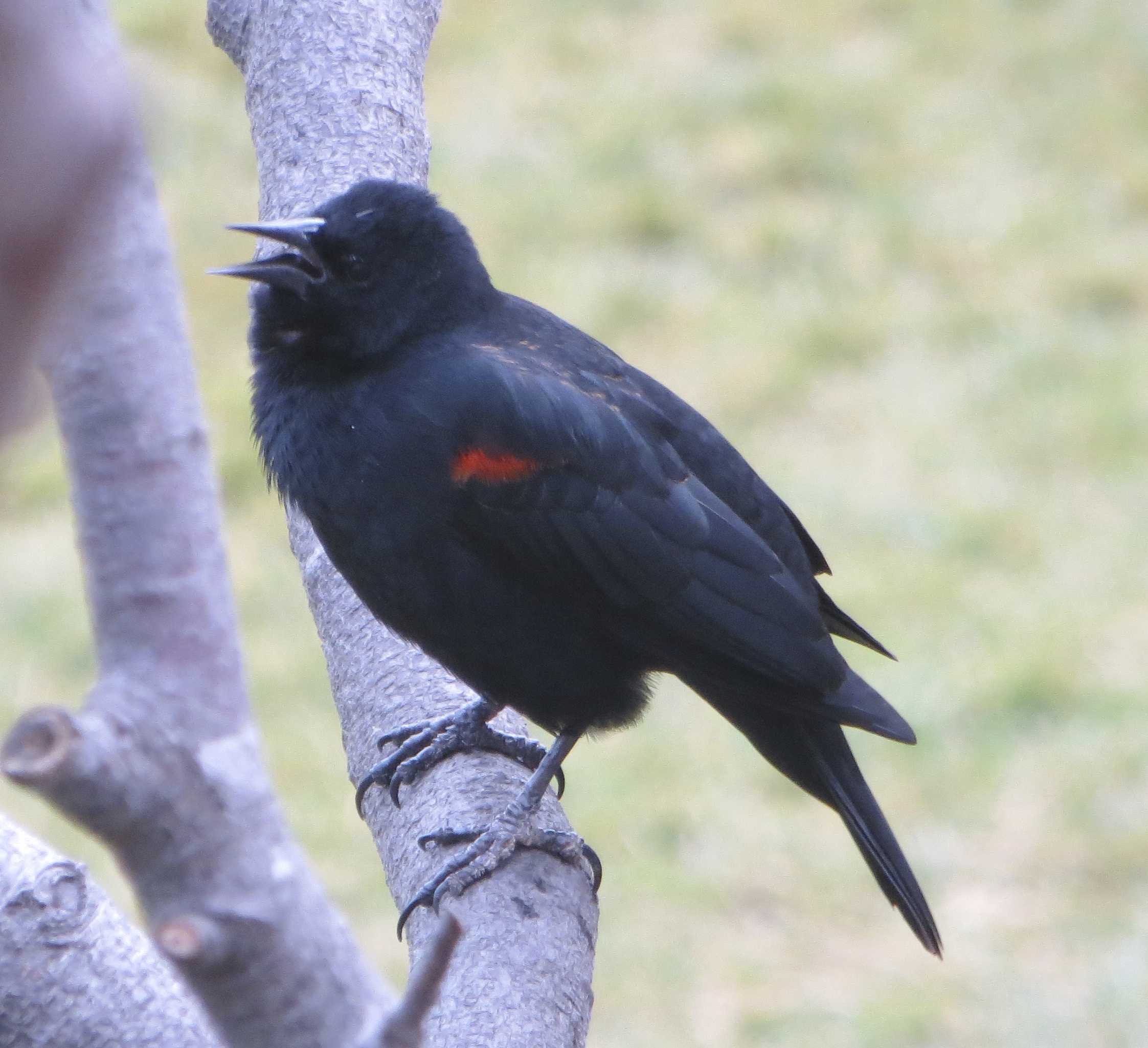 Male Bi-Colored Red-Winged Blackbird (agelaius phoeniceus gubernator)