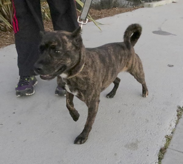 Brindle-and-White Norwegian Fruit Bat Terrier (Or Possibly American Pit Bull Terrier Mix)