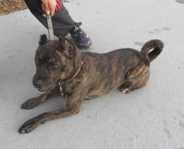 Brindle-and-White Norwegian Fruit Bat Terrier (Or Possibly American Pit Bull Terrier Mix)