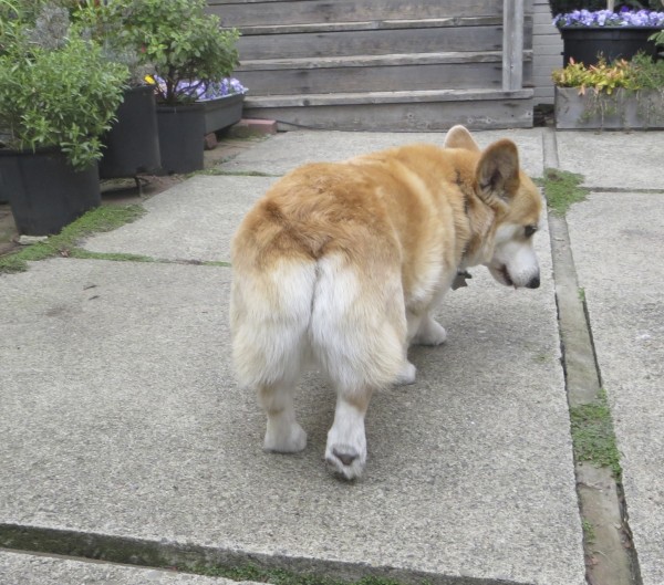 Fawn and White Pembroke Welsh Corgi Butt