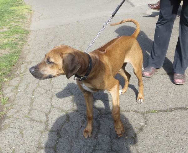5-Month-Old Rhodesian Ridgeback With a White Spot On Her Chest
