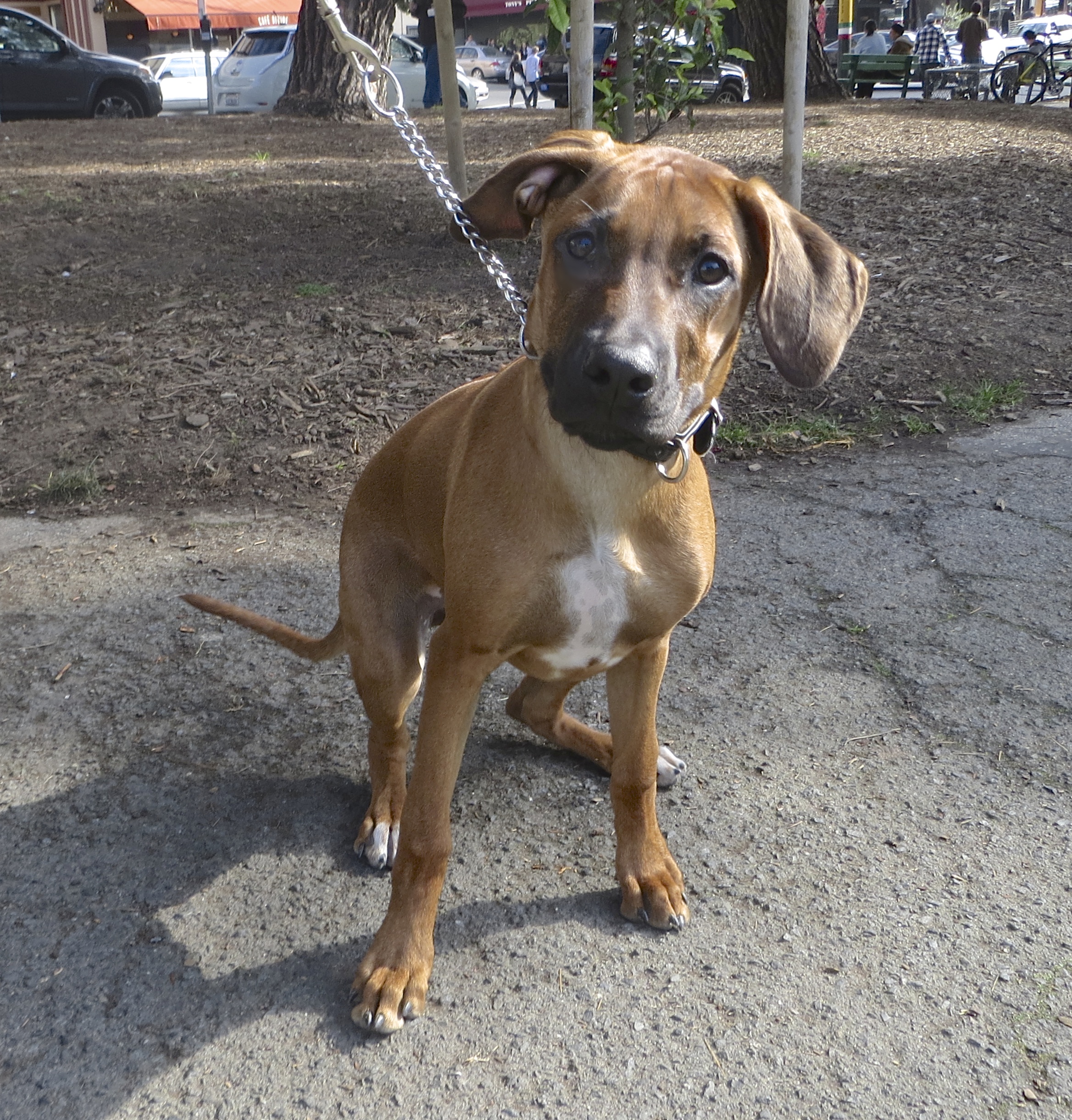5-Month-Old Rhodesian Ridgeback With a White Spot On Her Chest
