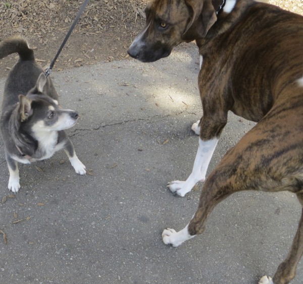 Brindled Plott Hound With White Socks and Blue-And-Tan Chihuahua