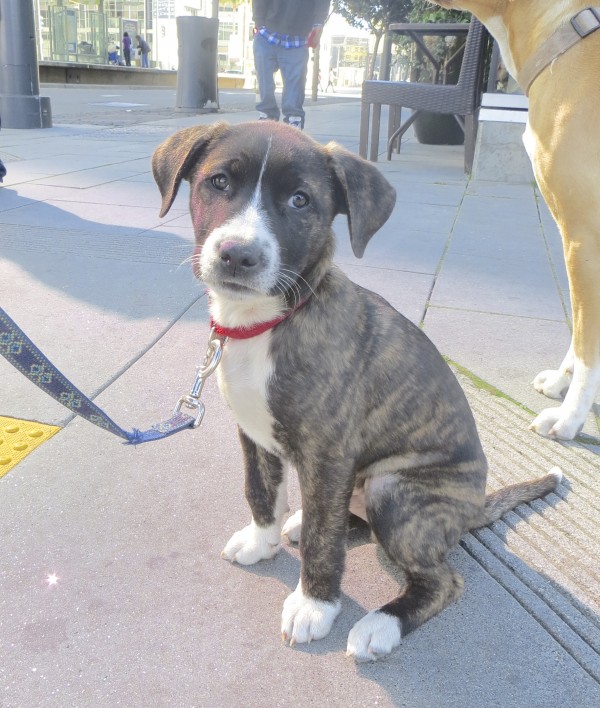 Brindled Pit Bull Mix Puppy with White Highlights