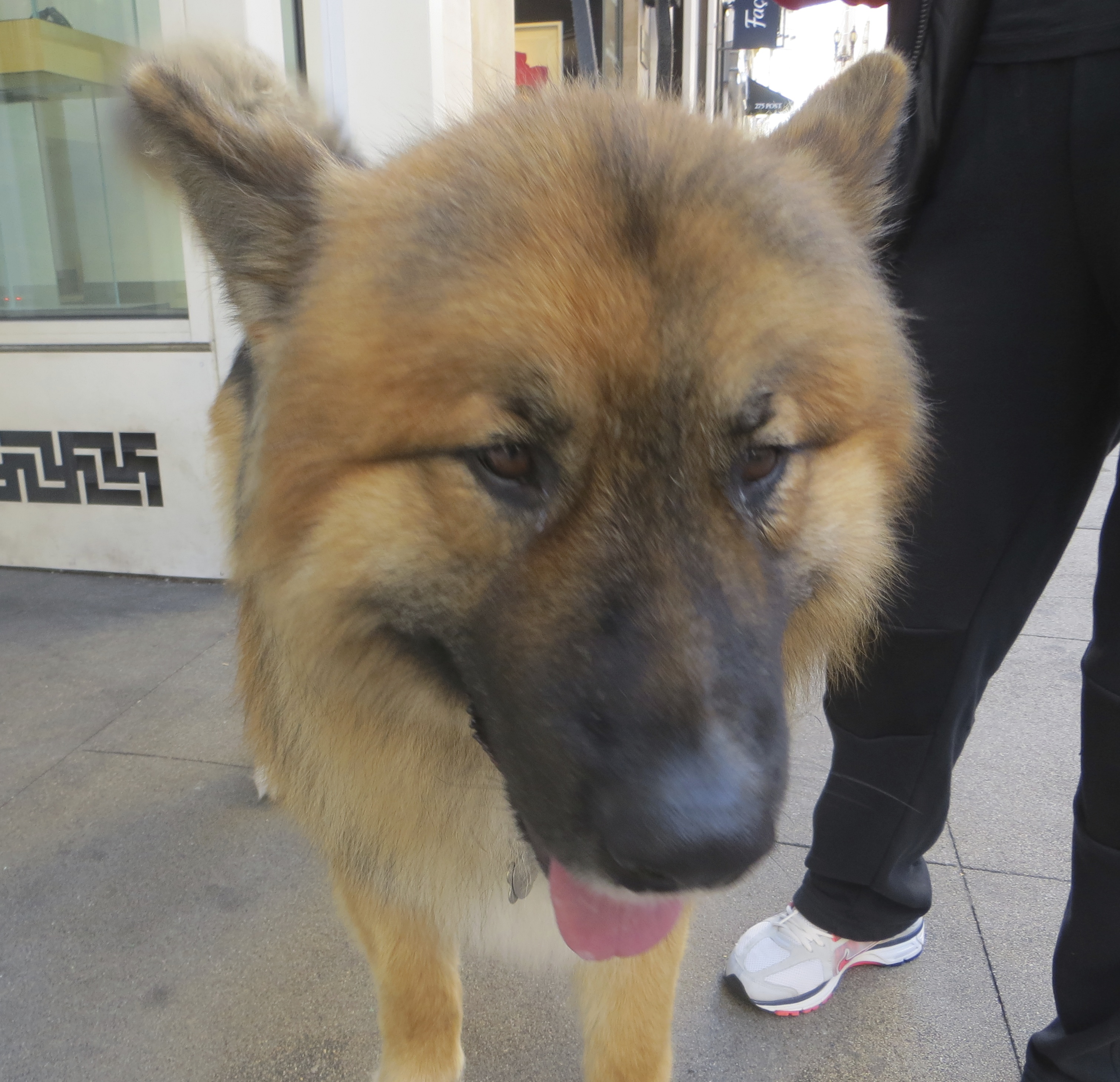 german shepherd alaskan malamute mix