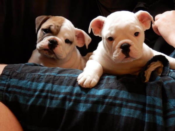 English Bulldog Puppies, one White, one Brown and White
