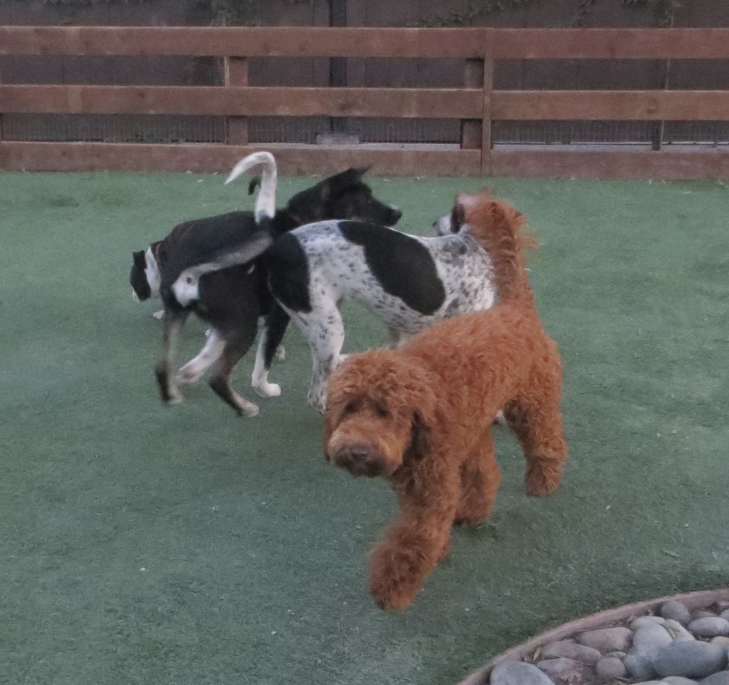 Red Poodle Mix with Australian Cattle Dog Mix And Other Dogs