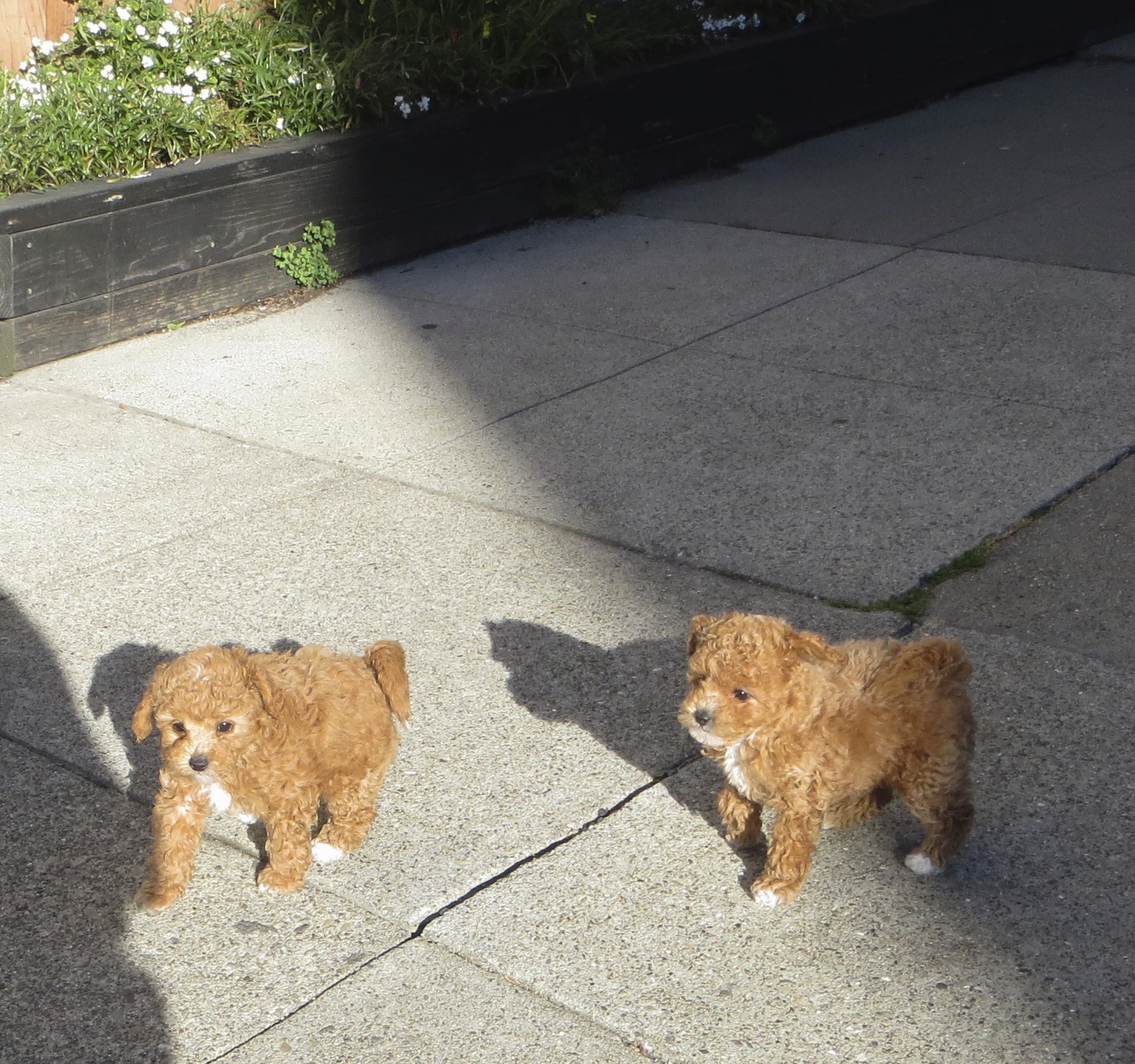 Two Apricot-and-White Poodle Puppies