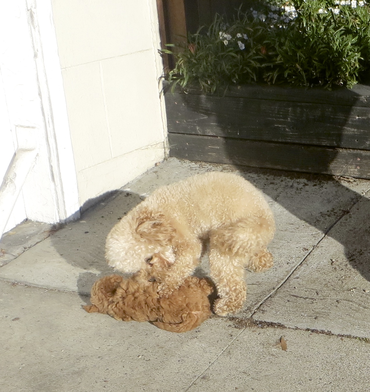Cream Poodle Playing With Apricot-and-White Poodle Puppy