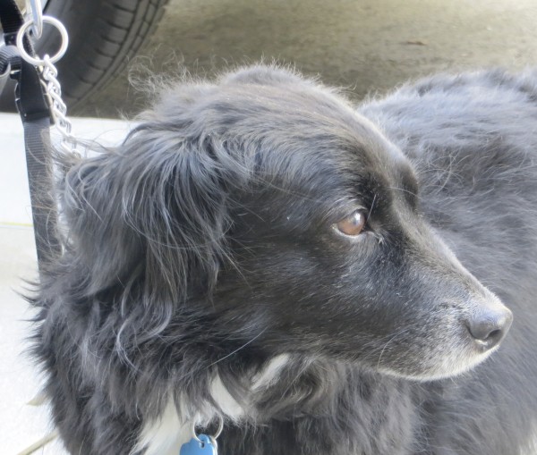 Black Border Collie Mix with Short Legs, a White Chest, and Brown Eyes