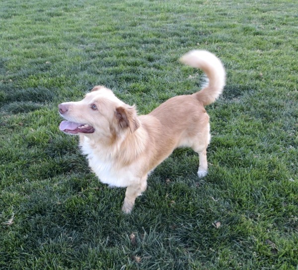 Gold and White Golden Retriever/Pembroke Welsh Corgi Mix with Half-Up Ears