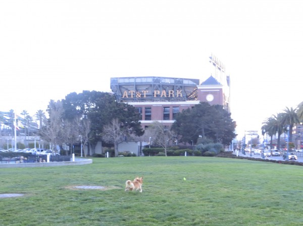 Golden Retriever/Corgi Mix Fetching a Ball in Front of AT&T Park/Giants' Stadium
