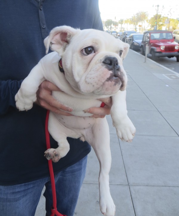 White Englsh Bulldog Puppy With Black Spotty Lips And Adorable Pink Belly