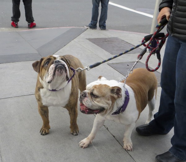 Two English Bulldogs, one Brindled and one Brown and White
