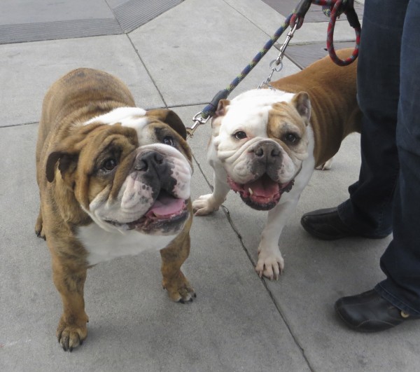 Two English Bulldogs, one Brindled and one Brown and White