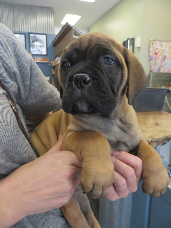 7-Week-Old Tan Bullmastiff Puppy with Black Face