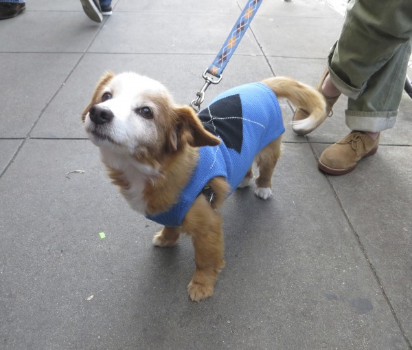 Small Unknown Mixed Breed Dog in a Blue Sweater