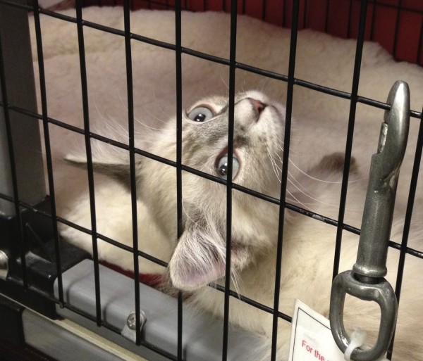 Blue Smoke Tabby Kitten in a Cage