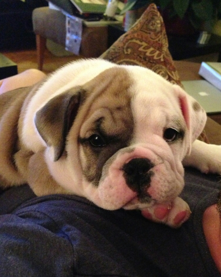 Brown-and-White English Bulldog Puppy with Brown Spot Over One Eye