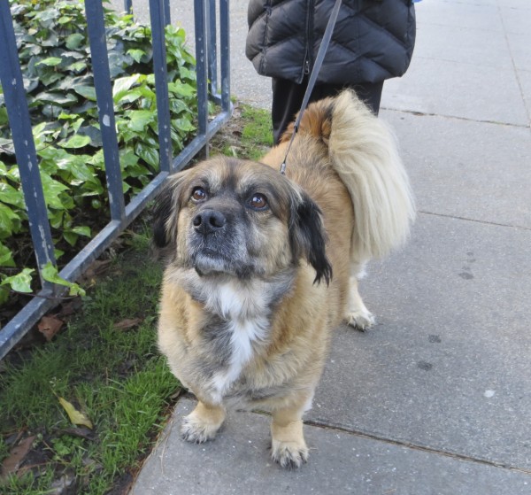 Goofy Tricolor Lhasa Apso/Dachshund/German Shepherd Mix