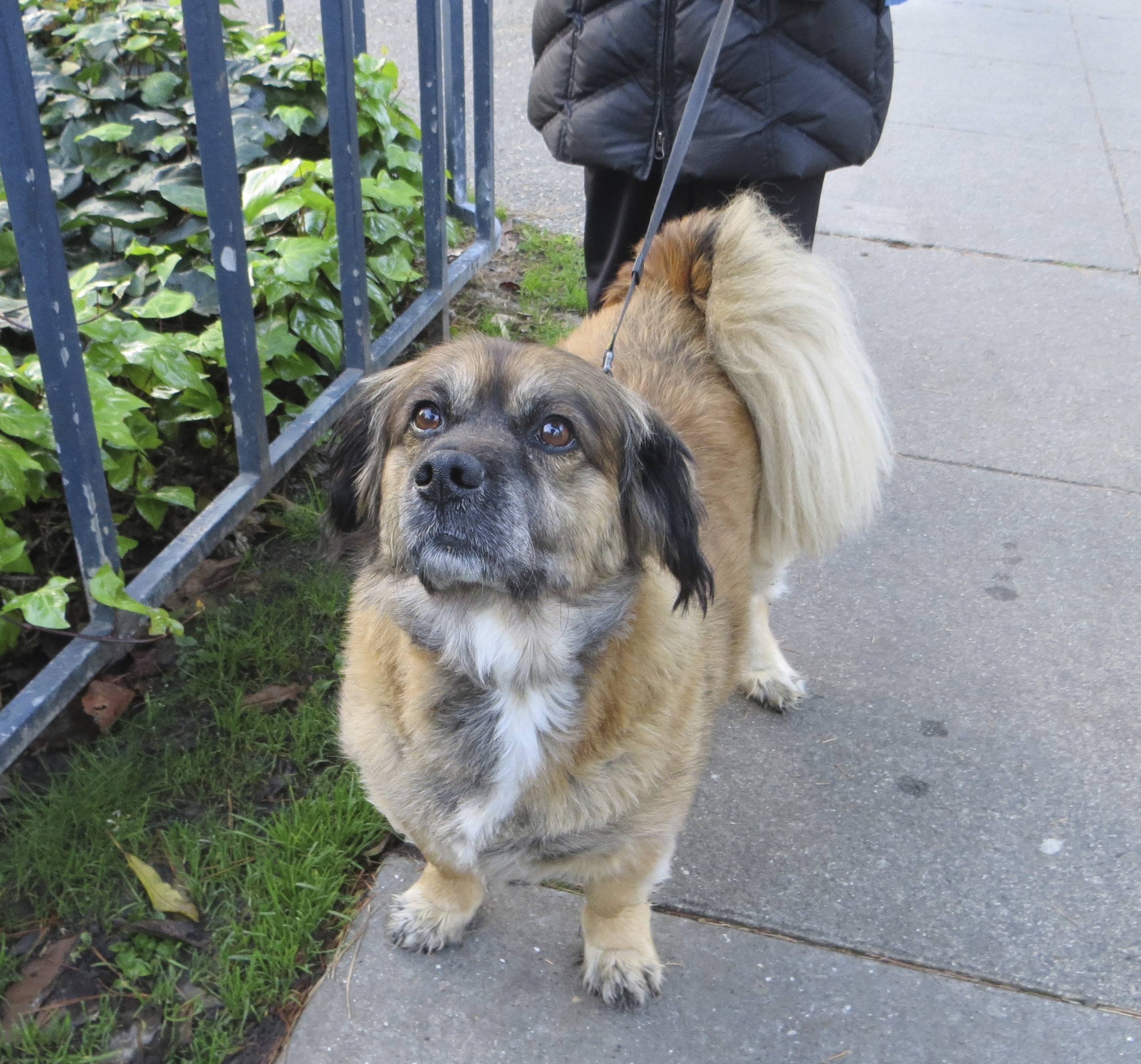 lhasa apso x dachshund