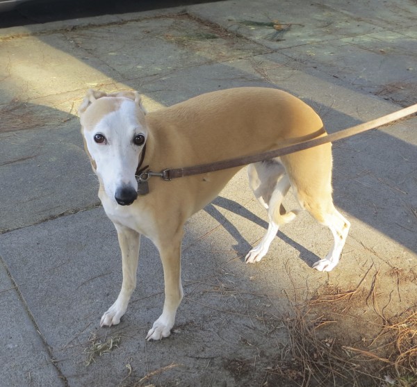 Tan-and-White Whippet