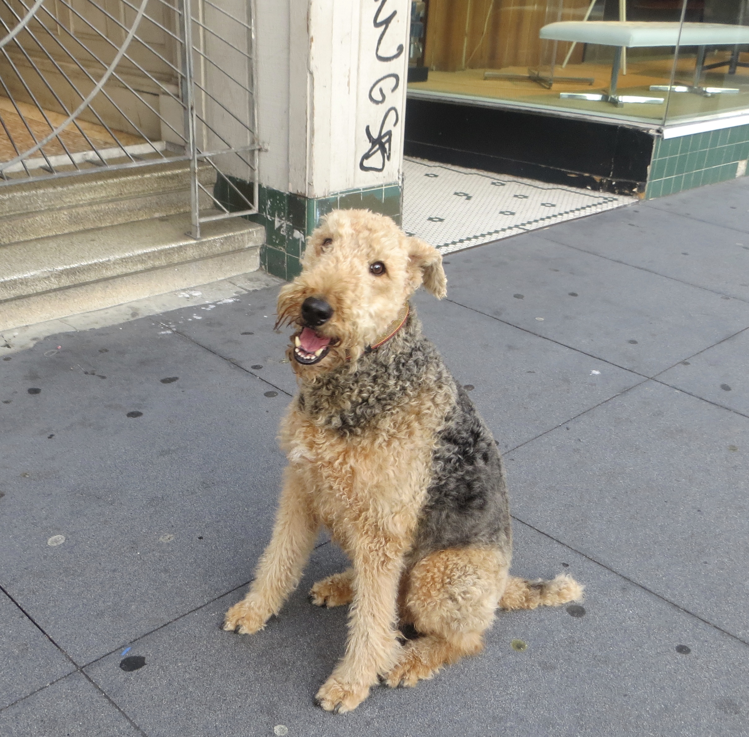 Airedale Terrier with Dark Grizzle Saddle