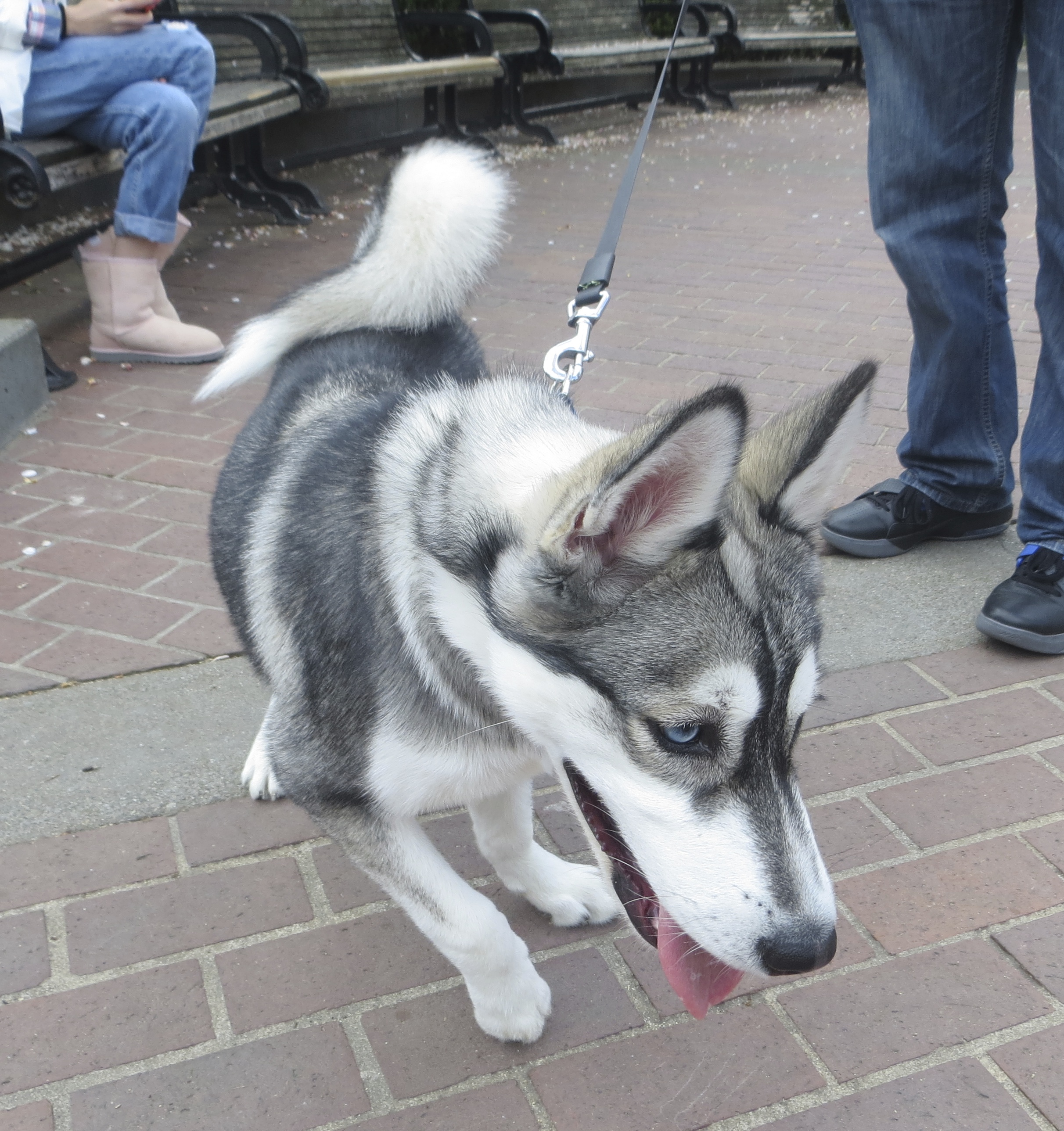 5-Month Old Silver Husky Puppy