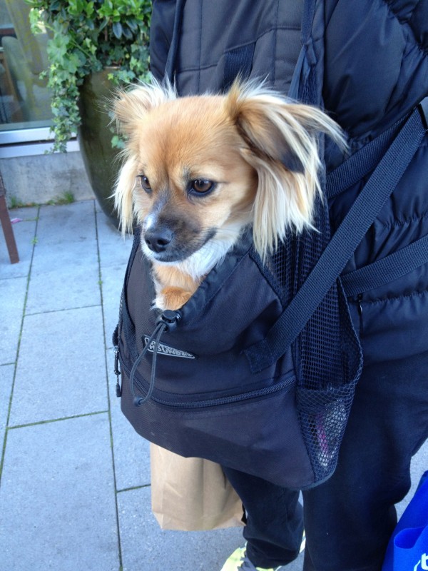 Tan Chihuahua/Dachshund/Pomeranian Mix With Fluffy Down Ears and a Black Muzzle