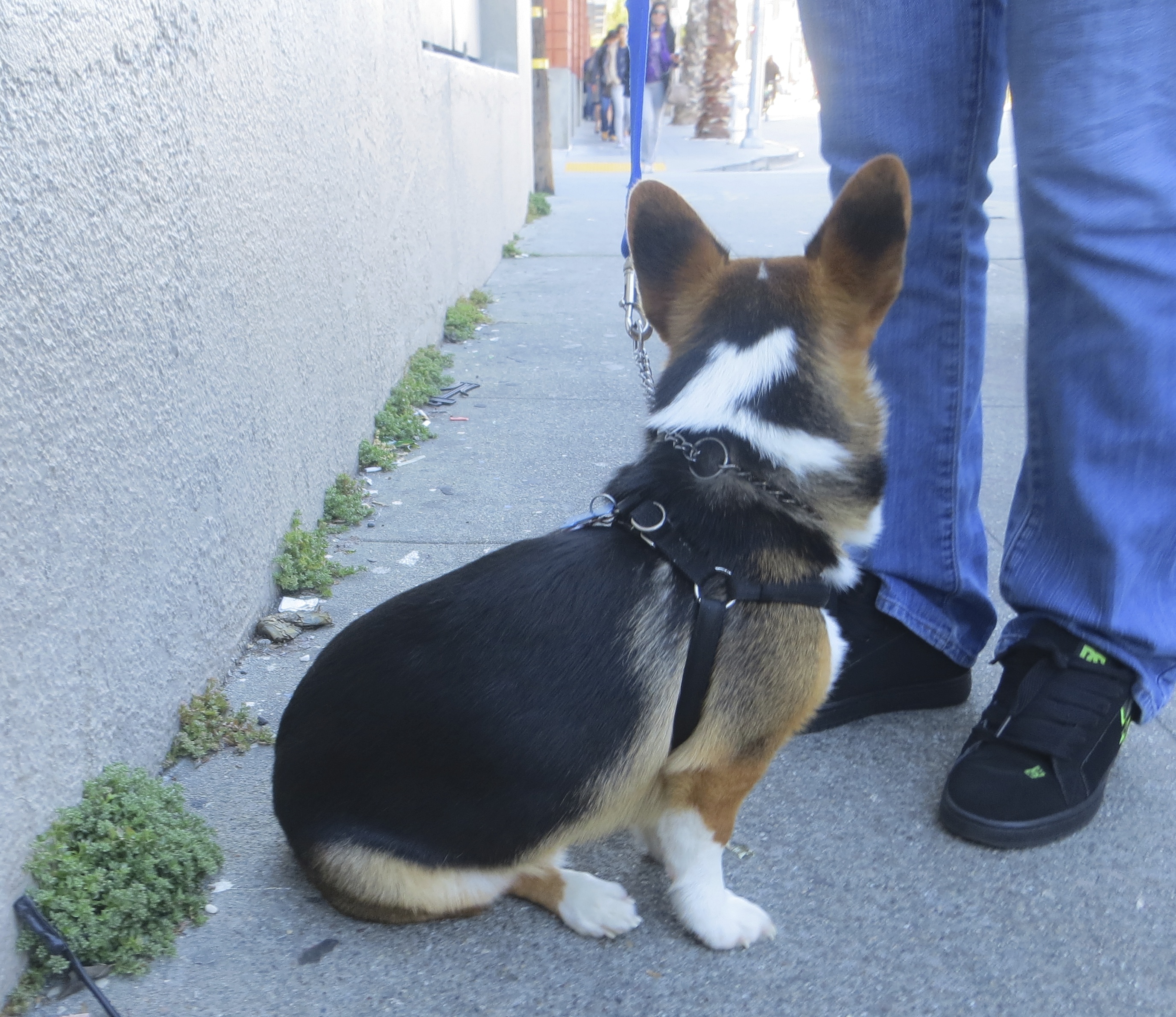 Tricolor Pembroke Welsh Corgi With White Marking On His Back