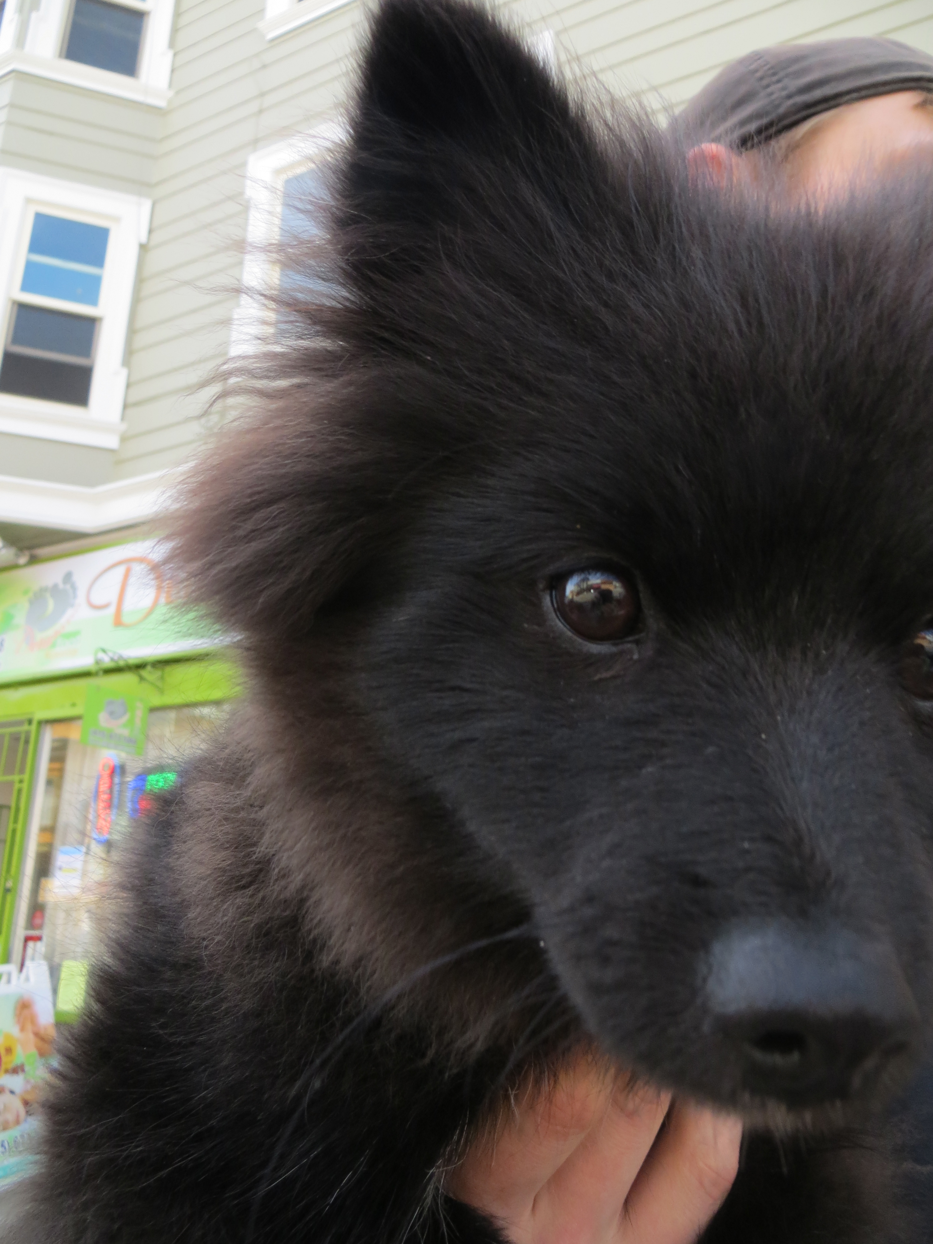 Dog of the Day: Biggie Smalls the Pomeranian Puppy | The Dogs of San Francisco