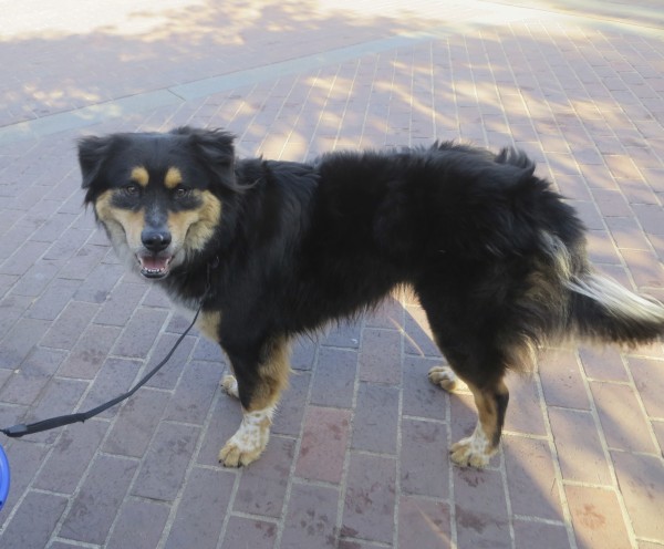 Tricolor Rottweiler/Australian Shepherd Mix with Floppy Ears, a Tail, and Spotty Socks
