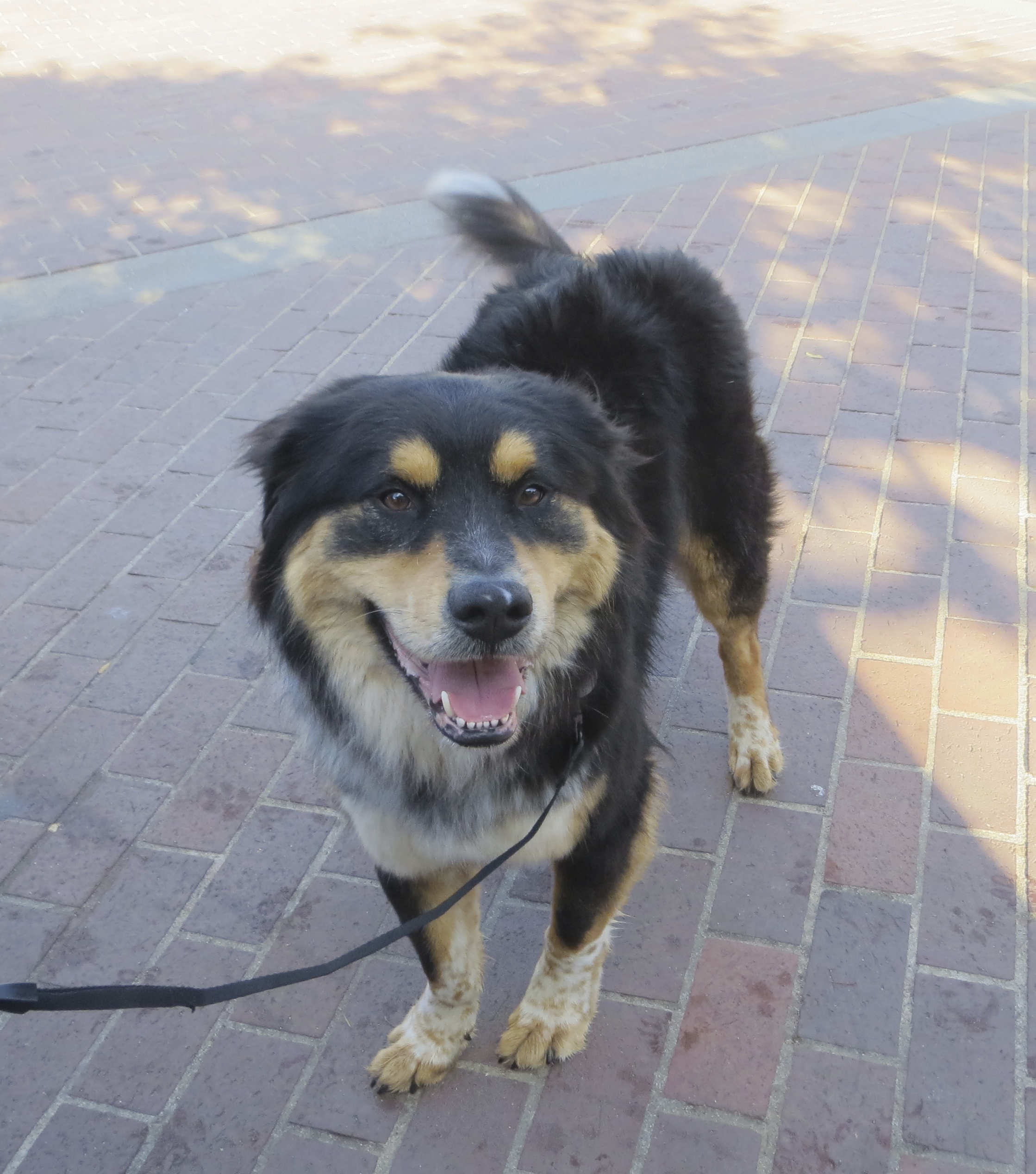 rottweiler australian shepherd mix puppy