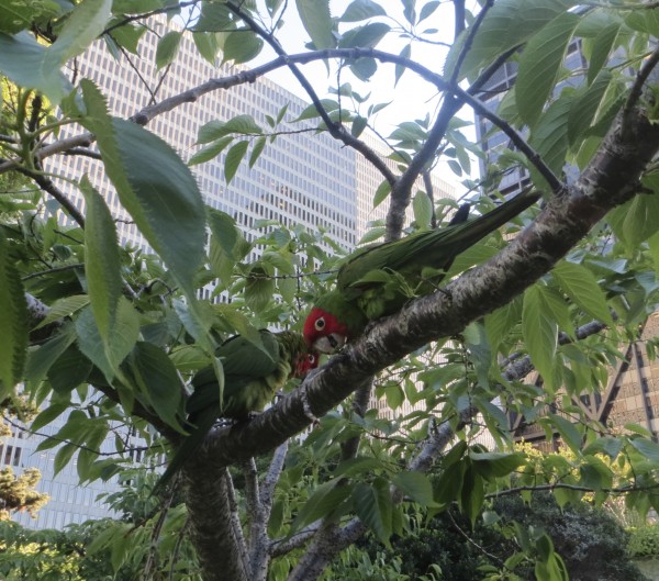Wild Cherry-Headed Conure (Parrot) in San Francisco